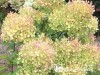 Hortenzija šluotelinė ,Romantic Ace' (lot. Hydrangea paniculata)